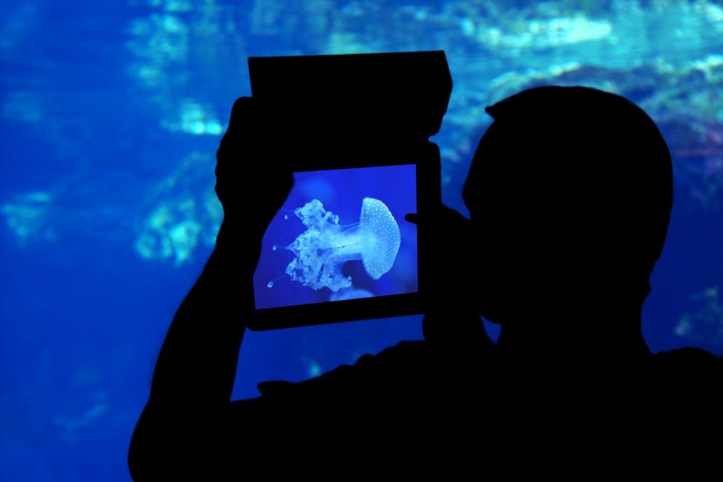 Photographing a jellyfish aquarium.